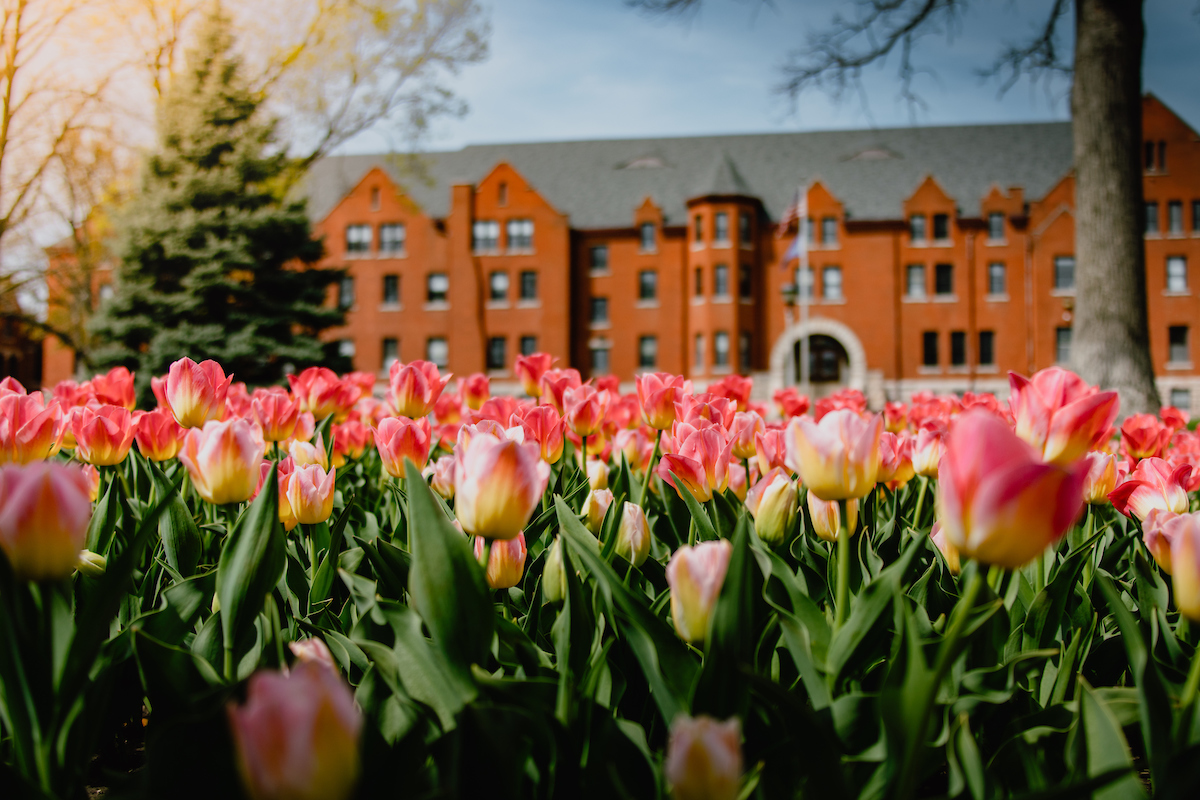 Distant view of the Columbia College main campus red brick buildings, with a field of pink and yellow tulips in the foreground.