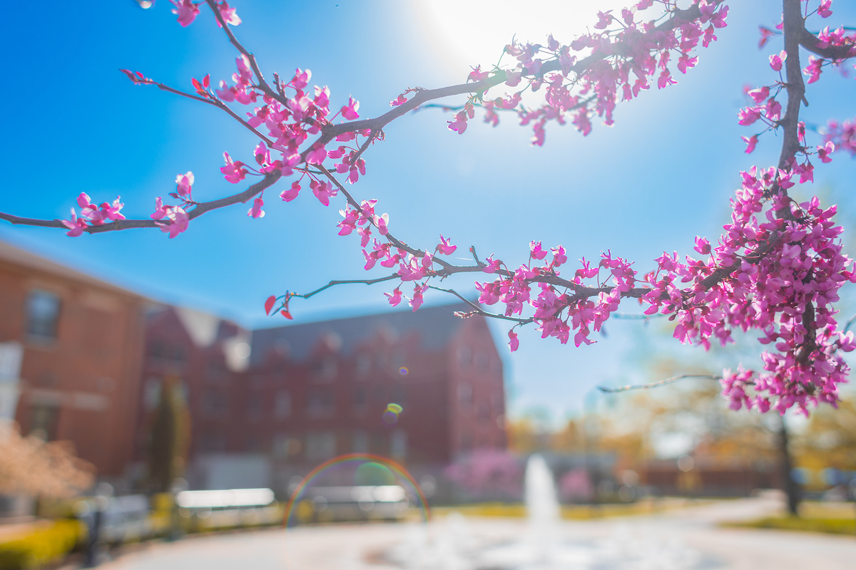 Close up of branch on a tree on main campus, in full bloom with beautiful purple/pink flowers.